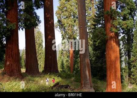 A couple hikes around Giant Sequoia trees in the Sierra Nevada mountains of California. Stock Photo