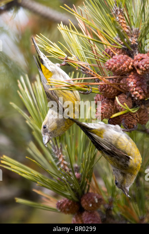 Two Female White-winged Crossbills Feeding on Spruce Cones Stock Photo