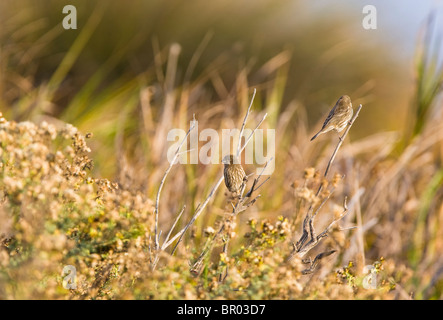 A pair of female House Finches perched within the vegetation at sunrise on an Autumn morning. Stock Photo