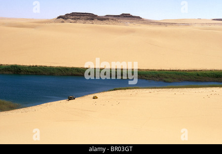 Swimming in ake formed by manmade bore hole, Bir Wahed, Great Sand Sea near Siwa Oasis. Stock Photo