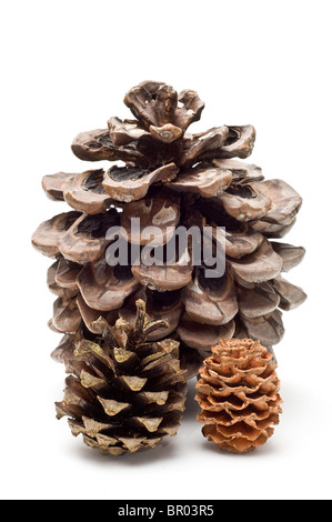 Three pine cones isolated on white Stock Photo