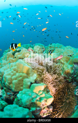 Anemonefish, scuba diving at Similan Islands Underwater Park, Thailand, SE Asia Stock Photo