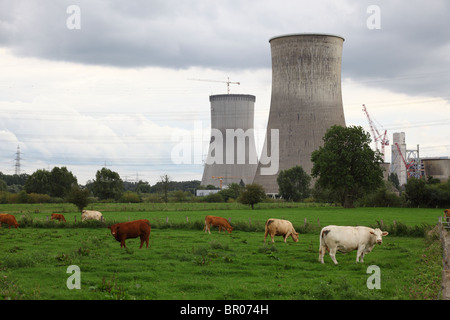 Cows on a meadow in front of nuclear power station Stock Photo