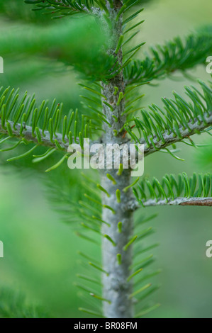 detail of green pine tree branch Stock Photo