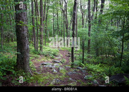Wolf Rocks Pa Wolf rocks trail in Pa Stock Photo - Alamy