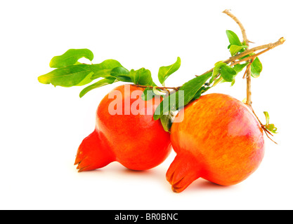 Red pomegranates isolated on white background Stock Photo
