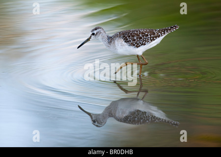 Wood sandpiper, Tringa glareola, Mashatu Game Reserve, tuli block, Botswana Stock Photo