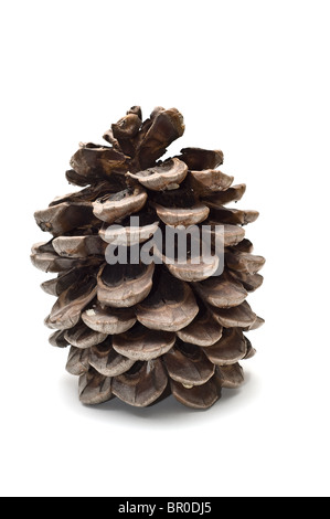 Old fat pine cone Stock Photo