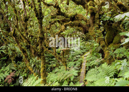 Boardwalk, ferns and moss covered trees of the Pepeopae Bog in the Kamakou Preserve on Molokai, Hawaii. Stock Photo