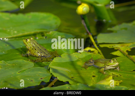 Pool frog (Rana lessonae) - pair standing on leafs of a yellow waterlily Stock Photo