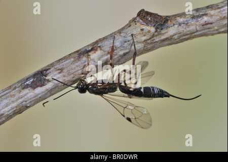 Ichneumon fly (Xorides praecatorius) on branch - bark & wood boring insect Stock Photo