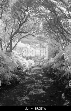 A view down a 4WD dirt road in the Kamakou preserve on Molokai, Hawaii. (Infrared) Stock Photo