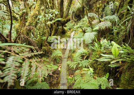 Boardwalk, ferns and moss covered trees of the Pepeopae Bog in the Kamakou Preserve on Molokai, Hawaii. Stock Photo