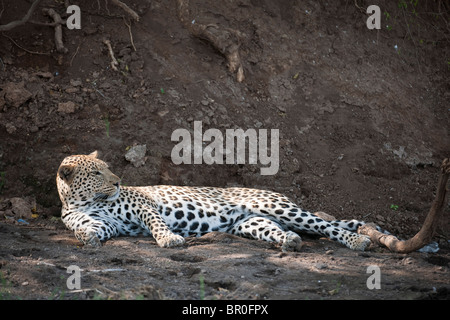 Leopard lying in a river bed (Panthera pardus), Mashatu Game Reserve, tuli block, Botswana Stock Photo