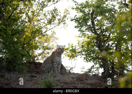Leopard (Panthera pardus), Mashatu Game Reserve, tuli block, Botswana Stock Photo