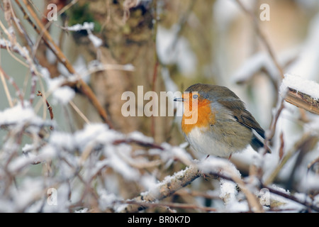 a robin redbreast perched on a bush in the snow Stock Photo