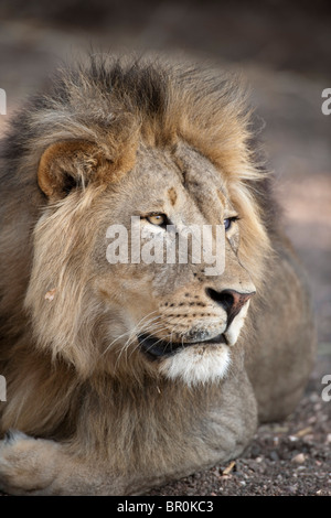 Lion (Panthero leo), Mashatu Game Reserve, tuli block, Botswana Stock Photo