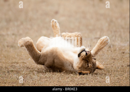 Lion lying on her back (Panthero leo), Mashatu Game Reserve, tuli block, Botswana Stock Photo