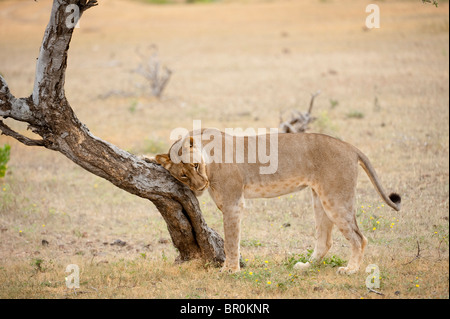 Lion rubbing against a tree (Panthero leo), Mashatu Game Reserve, tuli block, Botswana Stock Photo
