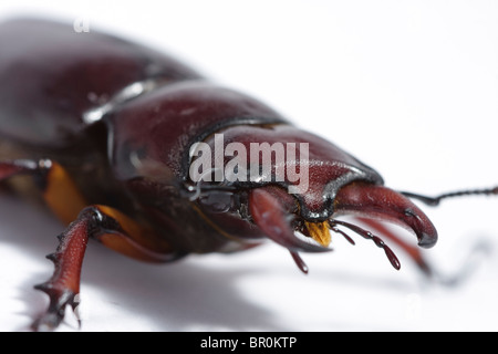 A close-up of a male reddish-brown stag beetle (Lucanus capreolus) on a white background. Stock Photo