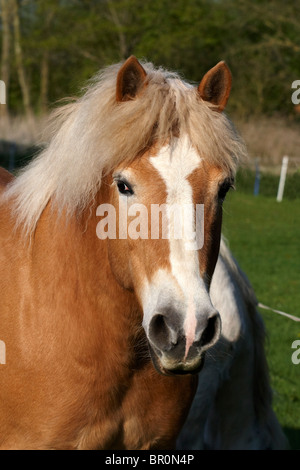 Haflinger Horse portrait Stock Photo