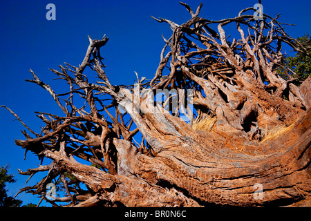 Tree roots against blue sky Stock Photo