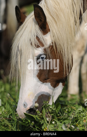 Arabian Pinto Horse (Equus ferus caballus), grazing Stock Photo