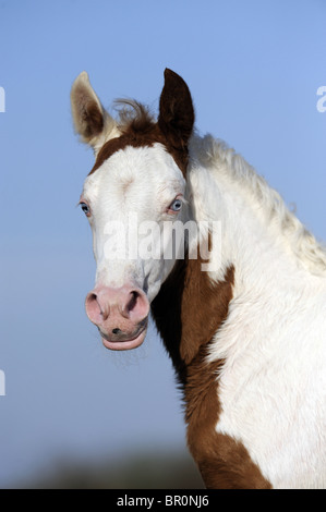 Arabian Pinto Horse (Equus ferus caballus), portrait of a foal. Stock Photo