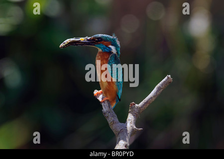 a male kingfisher with a fish in its beak sitting on a perch Stock Photo