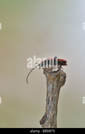 Longhorn beetle Pyrrhidium sanguineum - bark & wood boring beetle Stock Photo