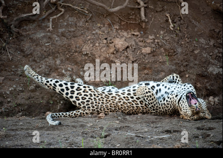 Leopard lying in a river bed (Panthera pardus), Mashatu Game Reserve, tuli block, Botswana Stock Photo