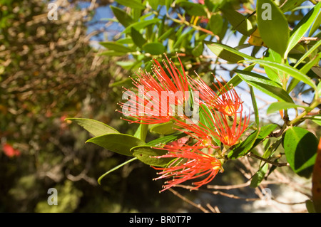 New Zealand, South Island, Arthurs Pass National Park. Flowering Southern Rata (Metrosideros umbellata). Stock Photo