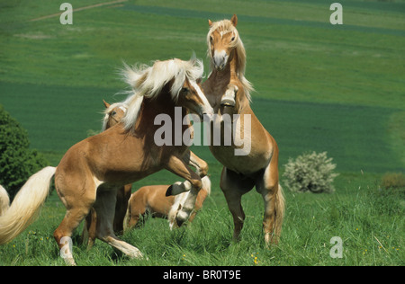 Haflinger Horse (Equus caballus). Young stallions fighting for dominance on a mountain pasture. Stock Photo