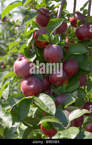 An apple tree at an orchard in Montreal, Canada. Stock Photo