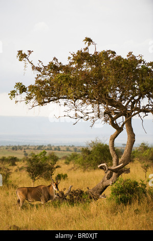 Common eland (Tragelaphus oryx), Serengeti National Park, Tanzania Stock Photo