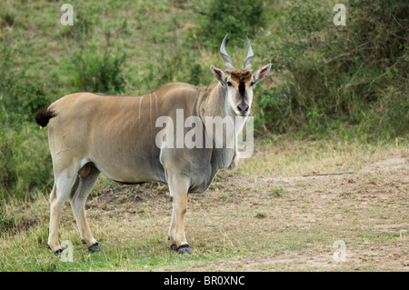 Common eland (Tragelaphus oryx), Serengeti National Park, Tanzania Stock Photo