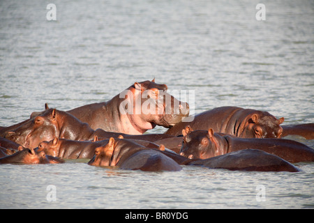 Hippopotamus (Hippopotamus amphibius) submerged in the water, Selous Game Reserve, Tanzania Stock Photo