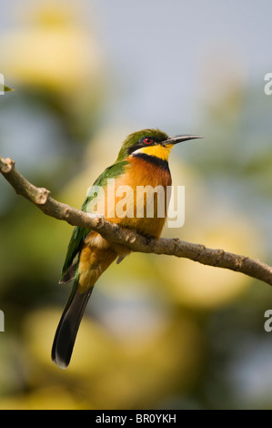 Cinnamon-chested bee-eater (Merops oreobates), Ngorongoro Conservation Area, Tanzania Stock Photo