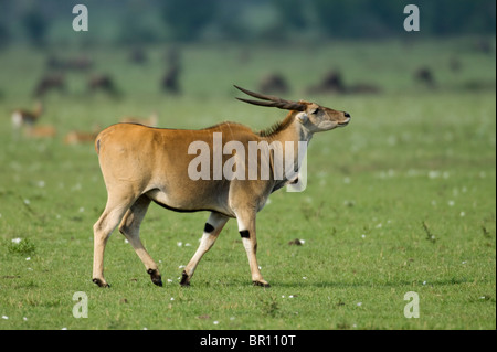 Common eland (Tragelaphus oryx), Serengeti National Park, Tanzania Stock Photo