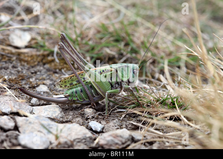 Female Wart-Biter (Decticus verrucivorus) Bush Cricket Stock Photo