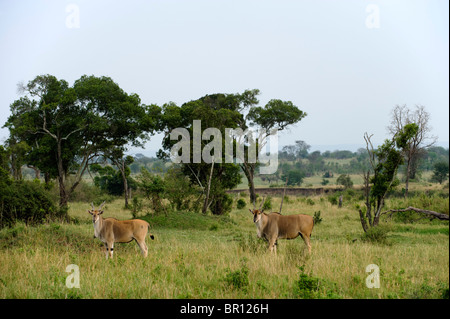 Common eland (Tragelaphus oryx), Serengeti National Park, Tanzania Stock Photo