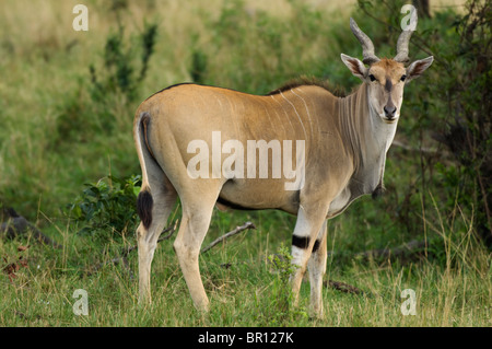 Common eland (Tragelaphus oryx), Serengeti National Park, Tanzania Stock Photo