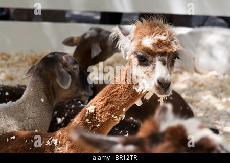 A young Llama or cria  in a petting zoo. Wood shavings dot the fine wool of this juvenile brown and white llama. Stock Photo