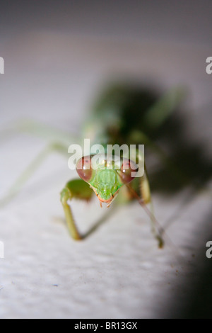Green Praying Mantis (Hierodula membranacea) with red / brown eyes in Bandhavgarh, India Stock Photo