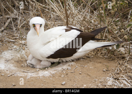 Red-footed booby bird with its chic, Isla de la Plata island in Ecuador Stock Photo