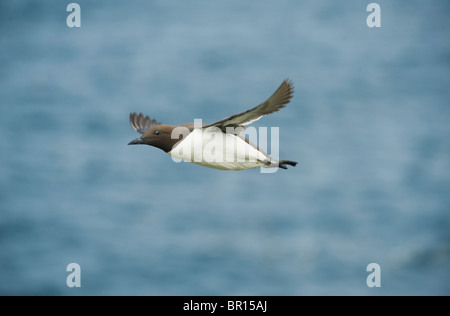 Common Guillemot or Murre (Uria aalge) In flight, Saltee Islands, County Wexford, Ireland Stock Photo
