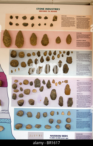 These Olduvai stone chopping tools on display in the Olduvai Gorge Museum  are one of the oldest humanly made objects. The Olduvai Gorge is one of the  Stock Photo - Alamy