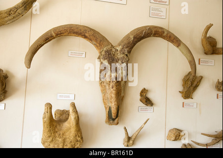https://l450v.alamy.com/450v/br161d/skulls-of-extict-animals-displayed-in-the-museum-at-olduvai-gorge-br161d.jpg