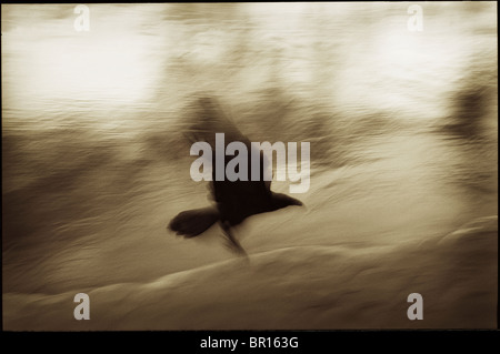 Raven in flight. Grand Canyon National Park. Arizona. USA Stock Photo ...
