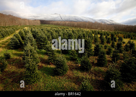 A christmas tree farm in Zionville, North Carolina Stock Photo - Alamy